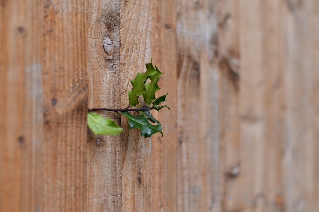 London/Forest Hill/DSC_4319.JPG